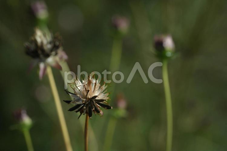 コスモスの種 コスモスの種,枯れた,秋の写真素材