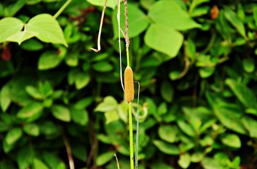 Cattail ear, JPG