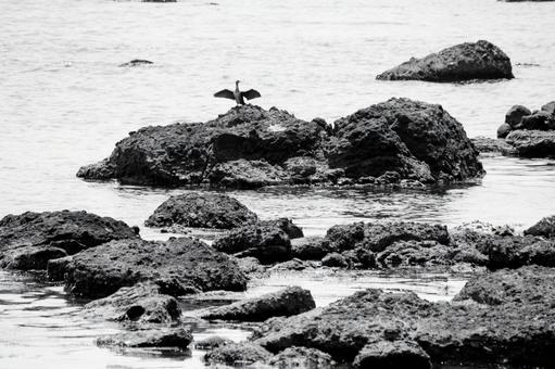 岩場で羽を広げる海鳥 岩場で羽を広げる海鳥の写真