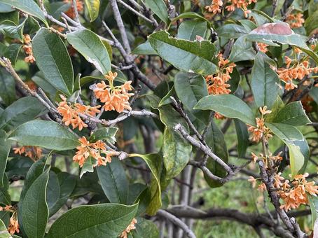 きんもくせい 11月,10月,秋の写真素材