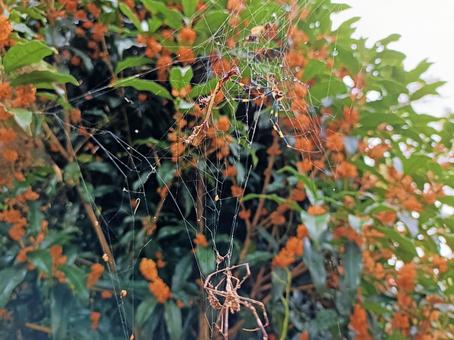 金木犀と蜘蛛の巣 蜘蛛の巣,金木犀,蜘蛛の写真素材