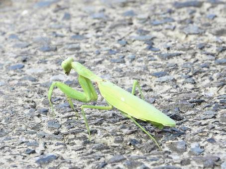 小径を歩くカマキリ 小径を歩くカマキリの写真
