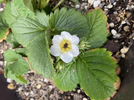 イチゴの花 イチゴの花の写真