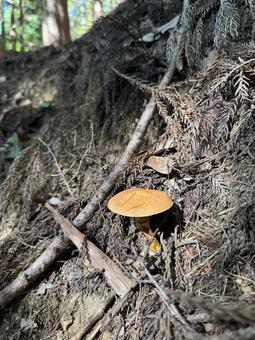 きのこ(ハナイグチ) きのこ(ハナイグチ) きのこ,キノコ,茸の写真素材