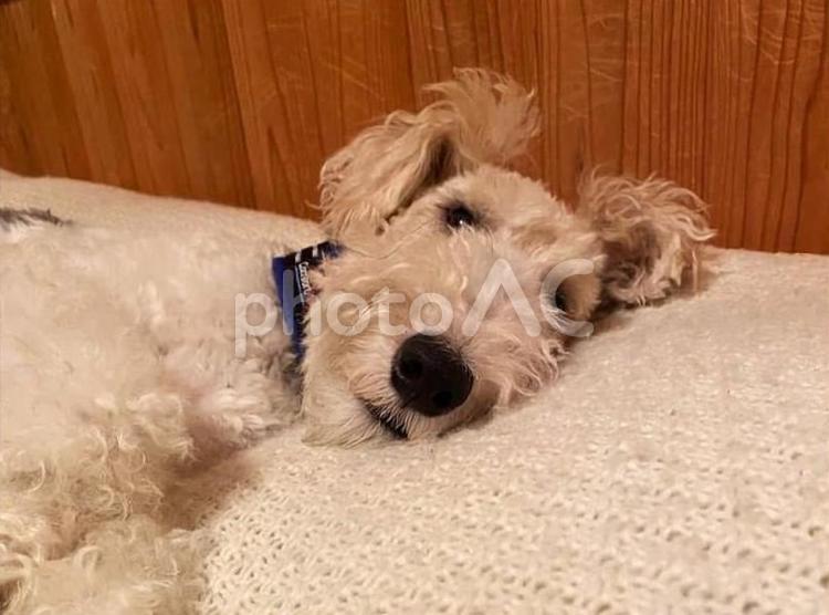 愛犬のワイヤーフォックステリア 犬,ワイヤーフォックステリア,ふわふわの写真素材