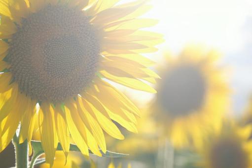 ひまわりの写真