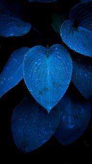 葵の世界 葉,葵,ブルーの写真素材