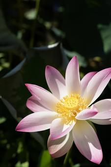 蓮の花 蓮の花の写真