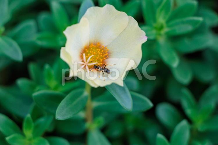 花壇に咲くマツバボタンの花と蟻 花,植物,花びらの写真素材