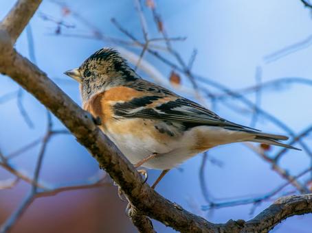 枝にとまるアトリ 枝にとまるアトリ アトリ,獦子鳥,花鶏の写真素材