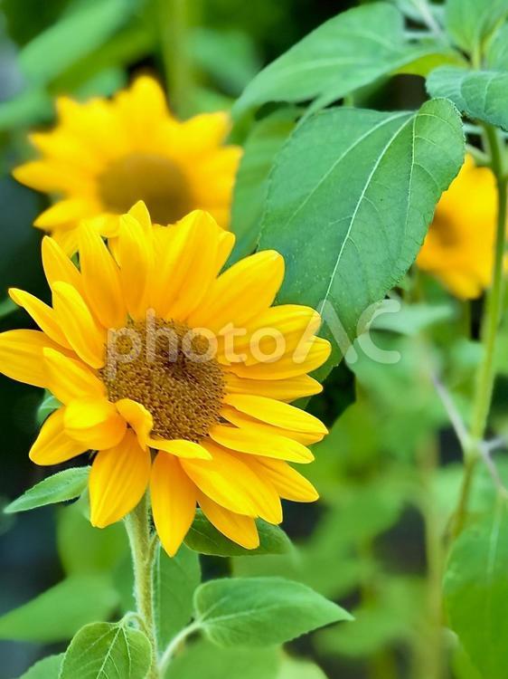 夏の花壇に咲くひまわり ひまわり,サマー,小さなひまわりの写真素材