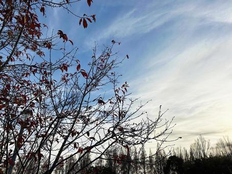 爽やかな空と枯れ葉 空,枯れ葉,植物の写真素材