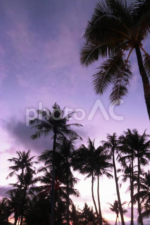 ヤシの木 アメリカ,グアム,サンセットの写真素材