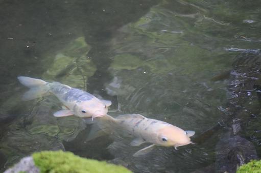 2匹の鯉が水面に浮かんできて泳ぐ池 2匹,鯉,水面の写真素材