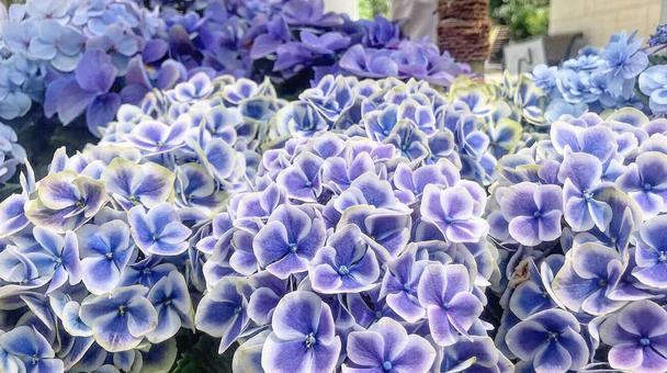 紫陽花 紫陽花の写真