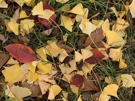 落ち葉 秋,落葉,イチョウの写真素材