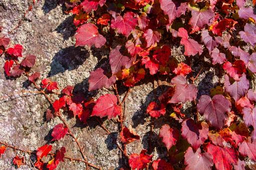 Red ivy on the wall, JPG Red ivy on the wall, JPG