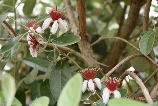 フェイジョアの花2 緑,自然,花の写真素材