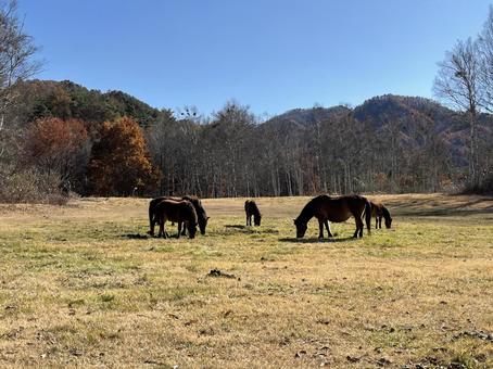 木曾馬 木曾馬,馬,動物の写真素材