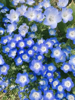 Nemophila, JPG