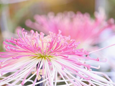 菊 菊 菊,菊の花,キクの写真素材