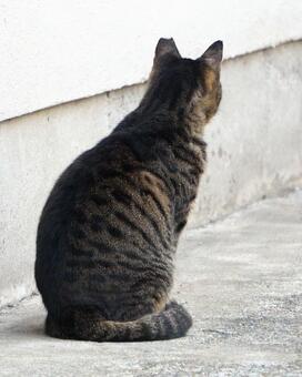 街中で見かけた野良ねこ21　猫素材　背景 ネコ,野良猫,可愛いの写真素材
