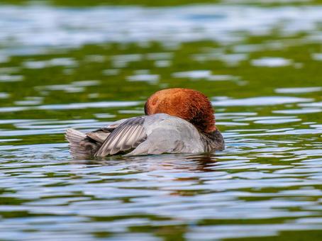 池を泳ぐホシハジロのオス ホシハジロ,鴨,野鳥の写真素材