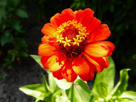 [Flower photo] Zinnia elegans, JPG