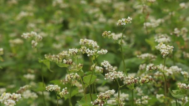 秋の実り そば,草,自然の写真素材