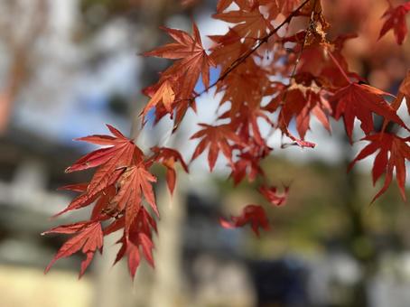 高野山の紅葉 もみじ,紅葉,色づく葉の写真素材