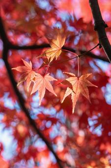 秋の気配・色づくモミジ 秋の気配・色づくモミジ 紅葉,秋,モミジの写真素材