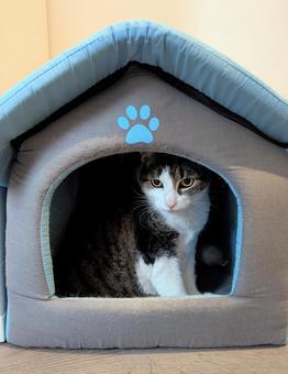 猫と小屋の写真