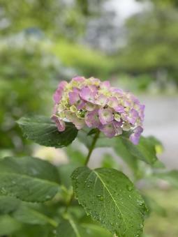 紫陽花 紫陽花の写真