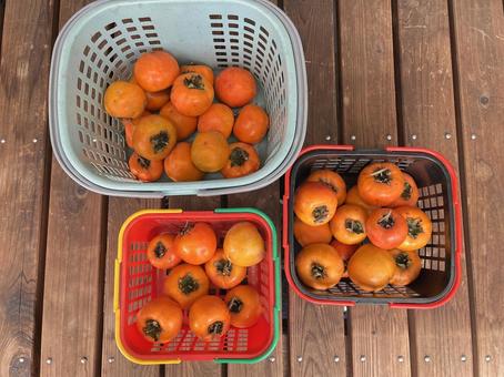 柿 柿,果物,渋柿の写真素材