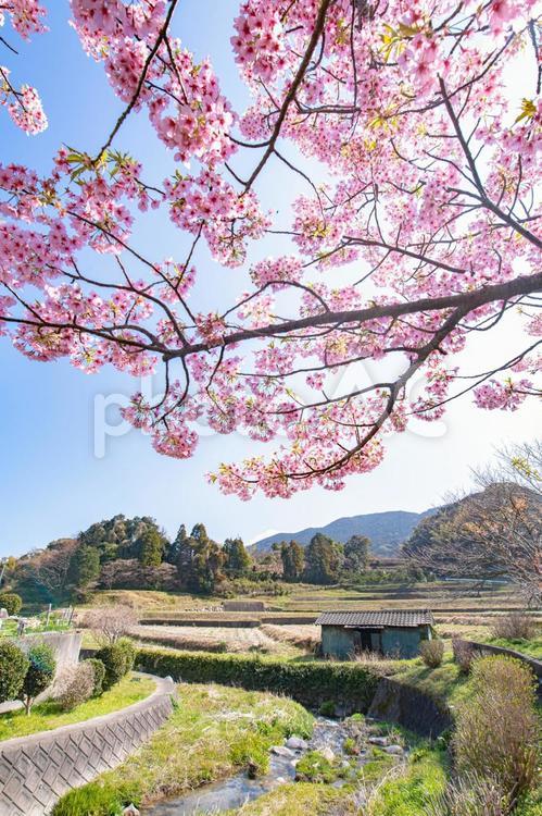 河津桜が見える風景 春,ピンク,風景の写真素材