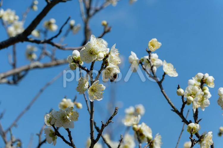 ミツバチが訪れる白梅の花 白梅,梅,花の写真素材