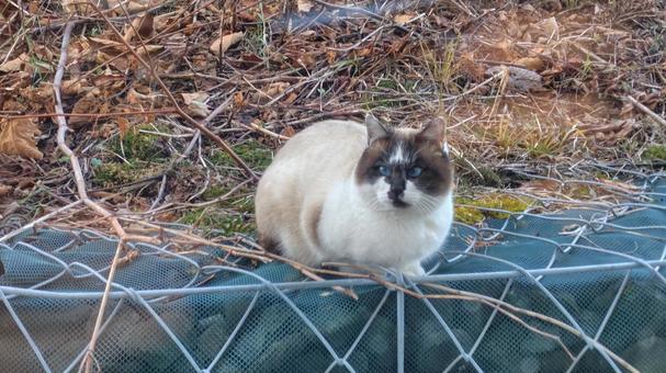 野良猫 猫,野良猫,catの写真素材