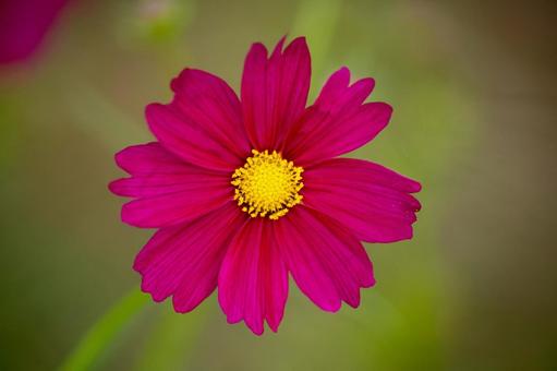 コスモスの花 コスモスの花 コスモス,コスモス畑,花の写真素材