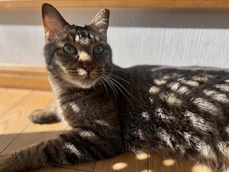 Cat, brown tabby, sunbathing, JPG Cat, brown tabby, sunbathing, JPG