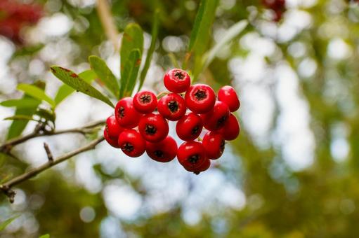 赤い実をつけた南天 植物,実,果実の写真素材