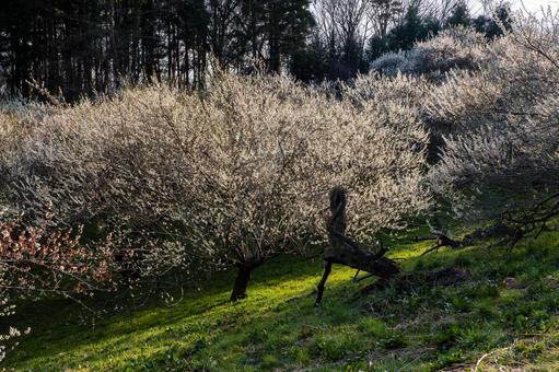 Photo, flower, spring, ume, 