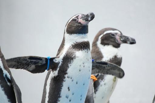 ペンギン ペンギン,フンボルトペンギン,鳥の写真素材