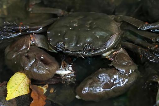 せみを食べるモクズガニ せみを食べるモクズガニ モクズガニ,清流,小川の写真素材