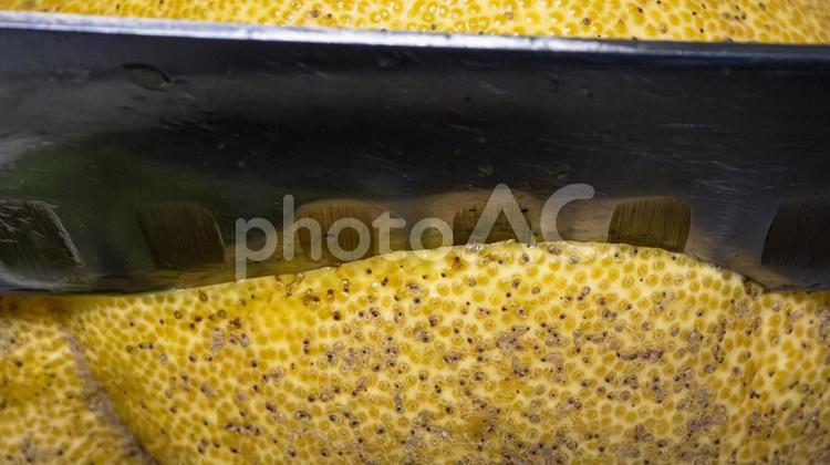紅はるか　和製グレープフルーツ　包丁 紅はるか,和製グレープフルーツ,グレープフルーツの写真素材
