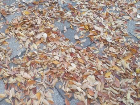 落ち葉 落ち葉,枯れ葉,葉の写真素材