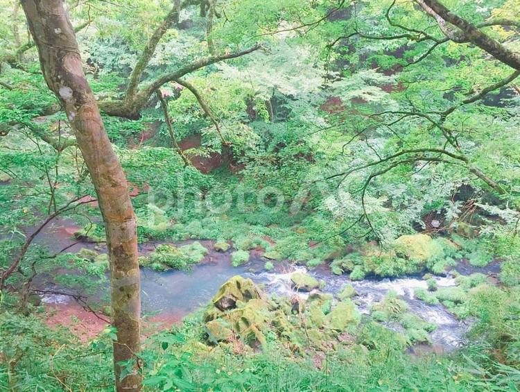 森林の中の川 森,川,水の写真素材