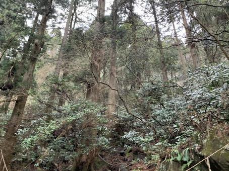 筑波山の自然3 筑波山の自然3 つくば,筑波山,自然の写真素材