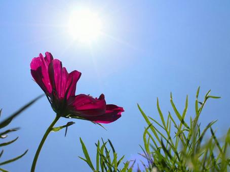 日本の花 日本の花の写真
