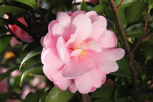 サザンカ・山茶花 サザンカ・山茶花の写真