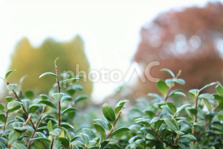 植え込みと玉ボケ 公園,パーク,植え込みの写真素材